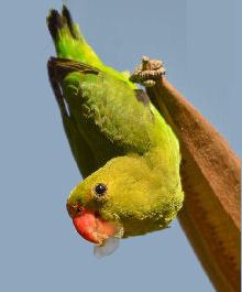 Birds in Ethiopia