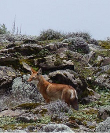 Wolf in Ethiopia